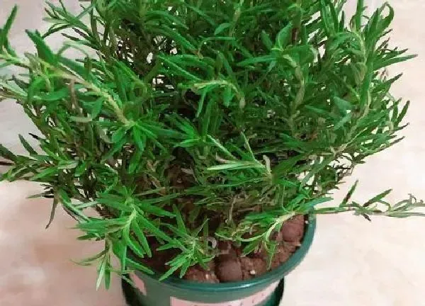 植物浇水|迷迭香移盆后要浇水吗