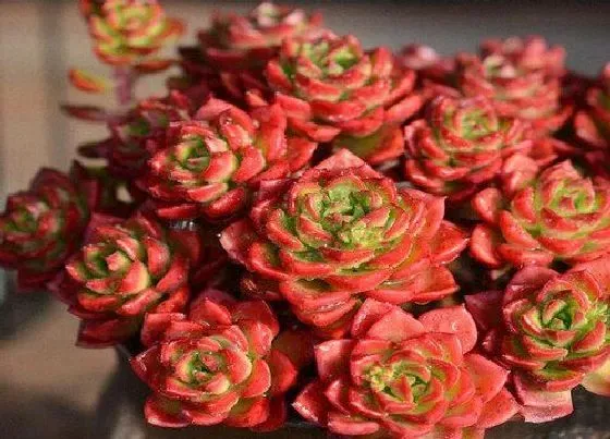 植物修剪|多肉蒂亚徒长了怎么办