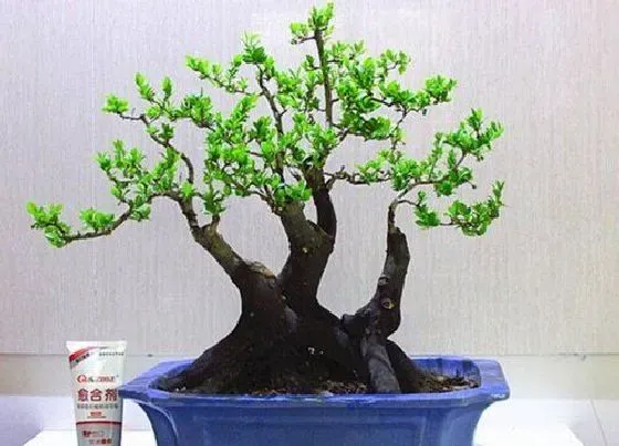 种植土壤|老鸭柿配土方法与种植土壤