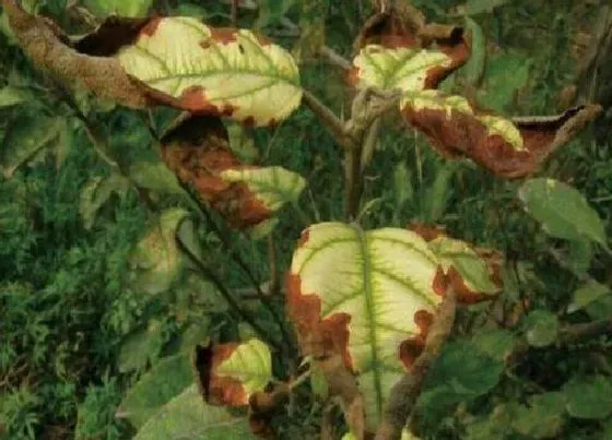 植物病害|苹果树黄叶病的原因及治疗处理方法