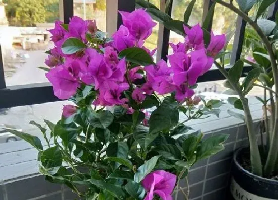 植物百科|四季梅冬天开花吗