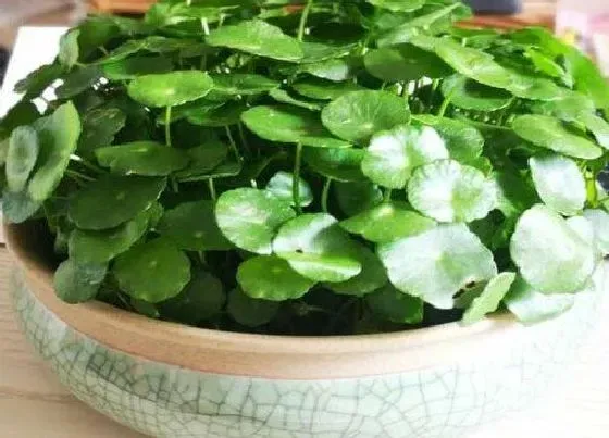 植物百科|金钱草开花吗 开什么样的花