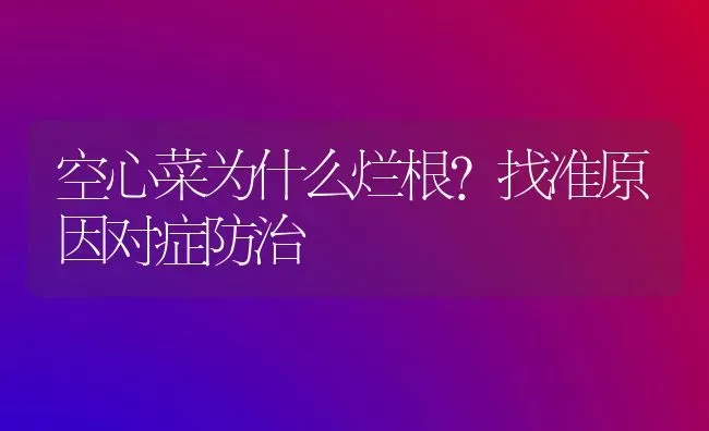 空心菜为什么烂根？找准原因对症防治 | 蔬菜种植