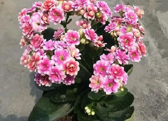 摆放常识|家里为什么不能养长寿花（家里养长寿花有什么忌讳）