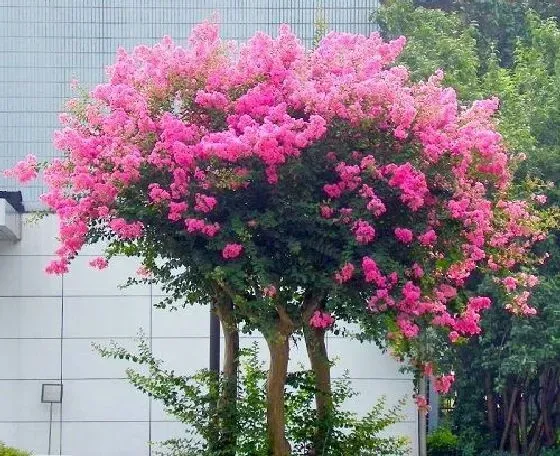 掉叶子|紫薇掉叶子怎么办 一碰就掉的原因及补救方法
