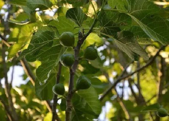 冬天植物|无花果冬天掉叶子吗