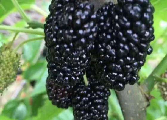 种植位置|桑树适合种在什么地方 种在房子哪边好