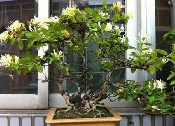 盆景|金银花老桩好活吗（金银花盆栽老桩无细根容易栽活吗）