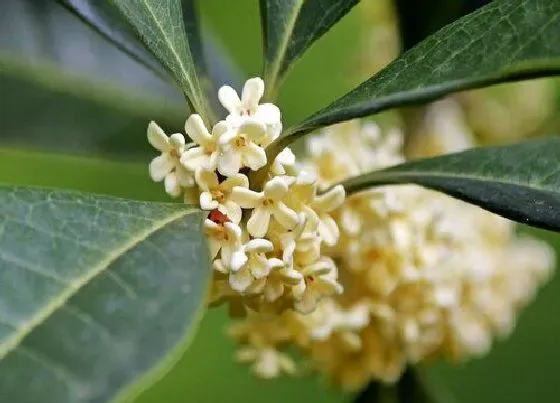 植物排行|桂花哪个品种好