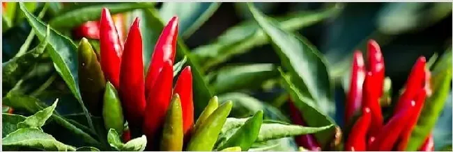 辣椒浇水时间怎么浇水？早上和晚上什么时候浇水好 | 种植资料