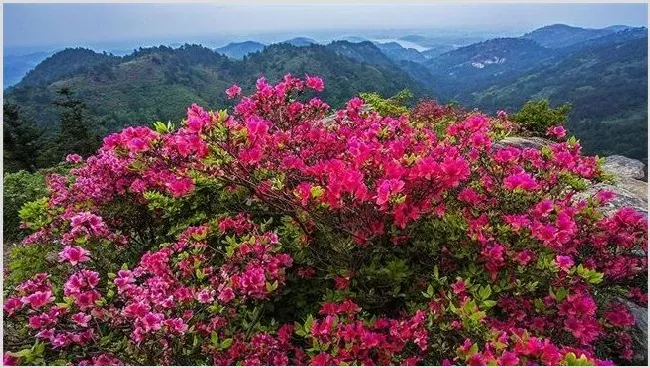 映山红的栽培技术 | 种植资料