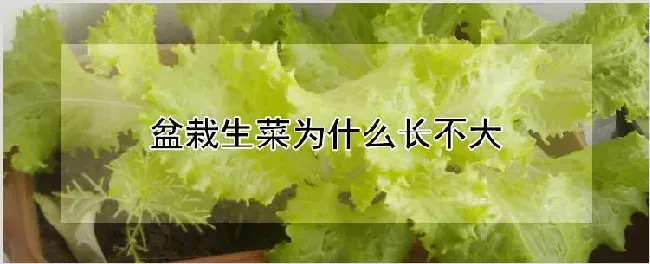 盆栽生菜为什么长不大 | 农业技术