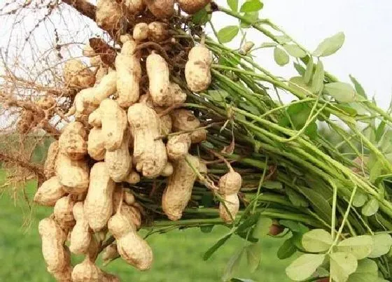 种植管理|夏花生生长期是多少天