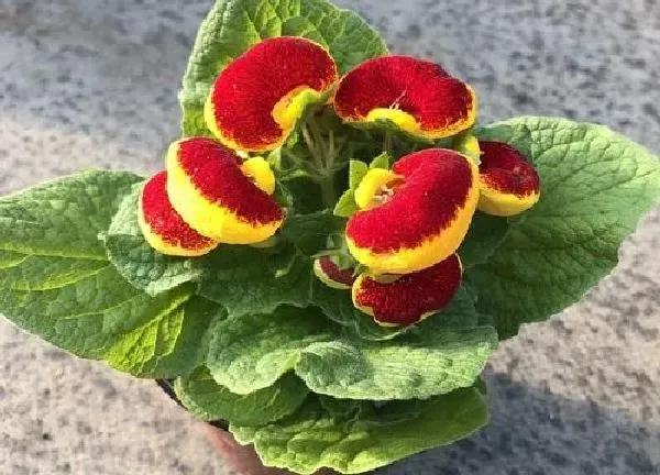 植物移栽|盆栽花什么时候换盆好