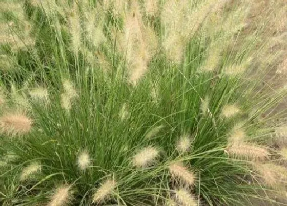 植物百科|白草又叫什么名称