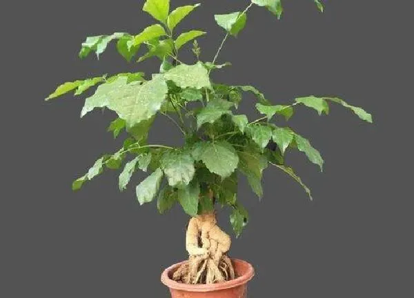 植物浇水|菜豆树怎么浇水 浇水的正确方法