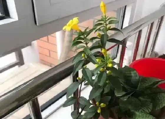 植物香味|飘香藤有香味吗