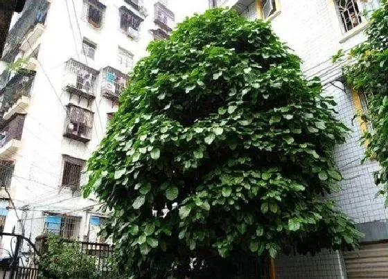 植物百科|六旺树又叫什么树