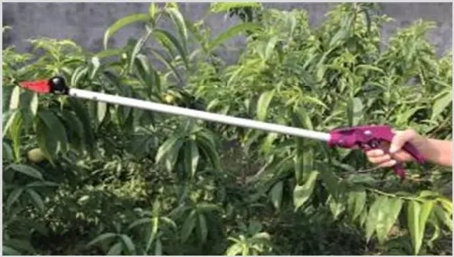 荔枝采果后怎么施肥 | 农业技术
