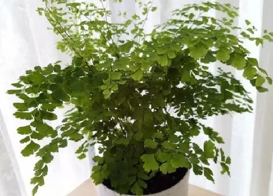 种植土壤|铁线蕨配土方法与种植土壤