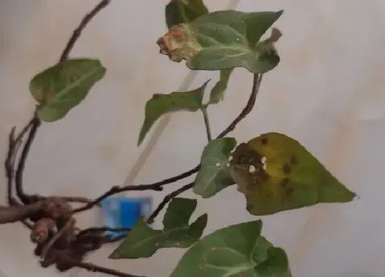 植物排行|块根植物有哪些