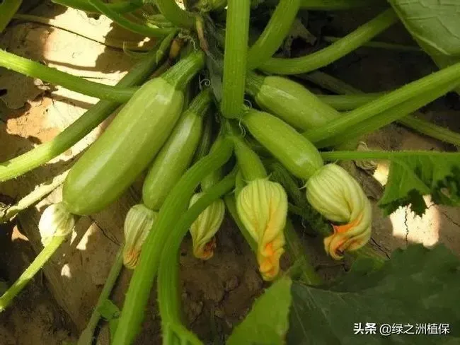 种植管理|西葫芦的种植方法和管理技术，西葫芦怎样栽培产量高）