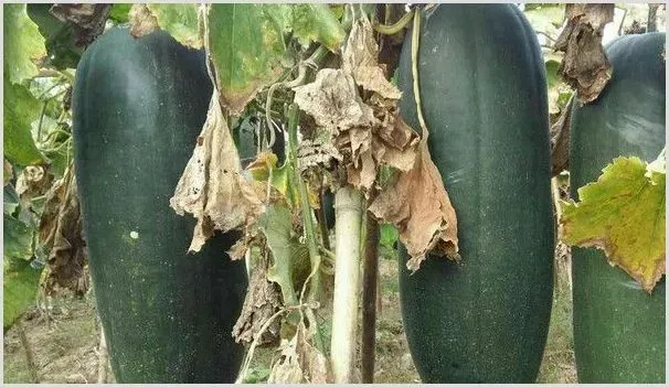 黑皮冬瓜种植技术与管理技巧 | 自然知识