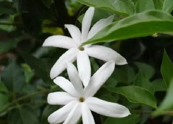 开花时间|茉莉花多久能开花