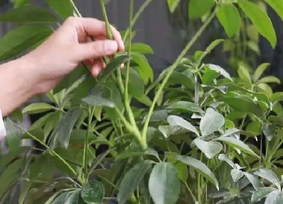 植物修剪|鹅掌树怎么修剪方法