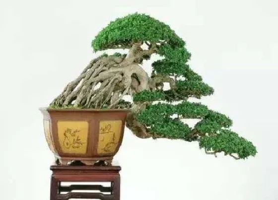 摆放常识|福建茶适合家里养吗 家里风水好吗