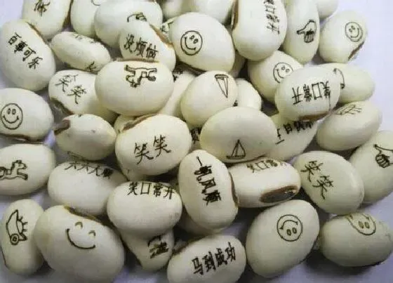 植物百科|许愿豆是什么植物