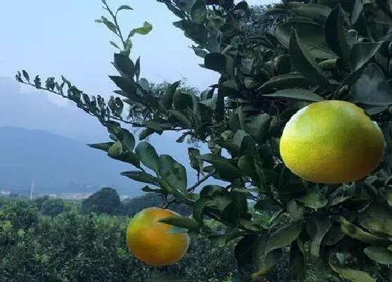 植物百科|柚子生长在什么地方