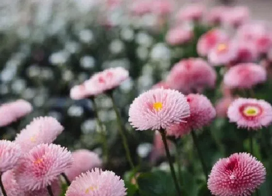 颜色花|雏菊有什么颜色