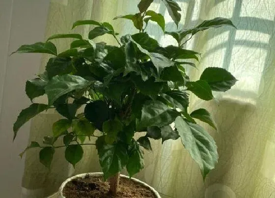 摆放常识|卧室养什么花最好旺财风水（家里房间养什么花能净化空气）