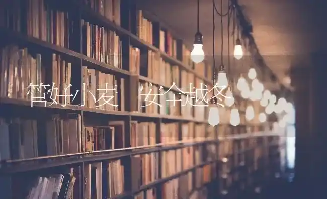 管好小麦　安全越冬 | 粮油作物种植