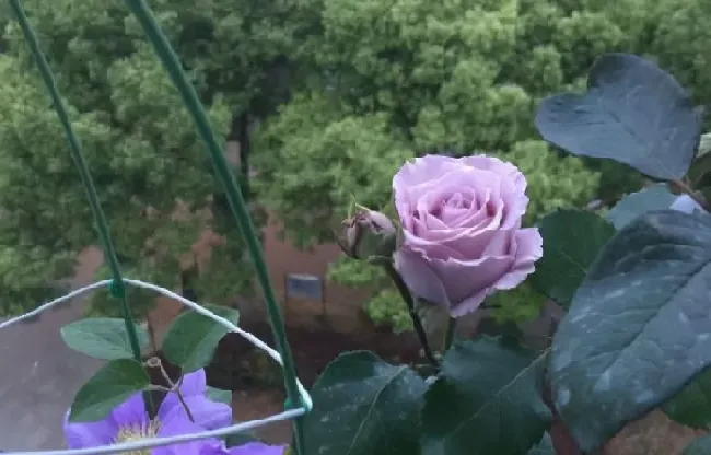 植物百科|蓝色物语月季花的优缺点（藤本月季蓝色物语值得入手吗）