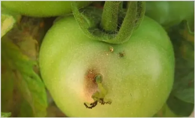 啶虫脒的性质与防治范围 | 种植病虫害