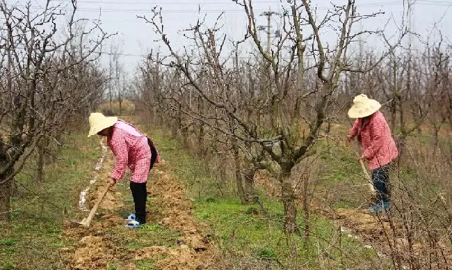 植物施肥|果树全年的施肥时间大全，果树一年四季的施肥方法）