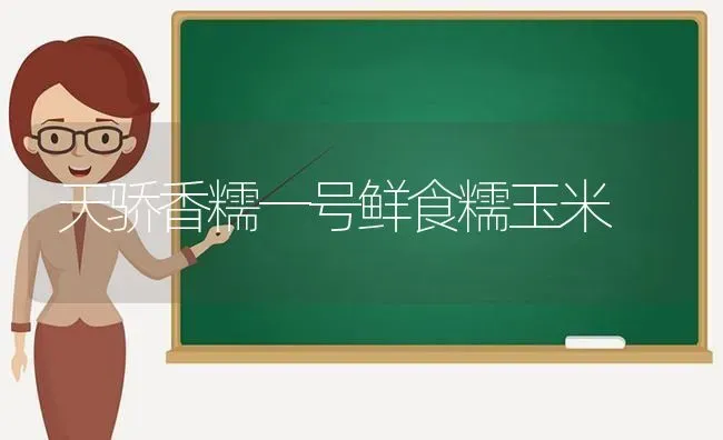 天骄香糯一号鲜食糯玉米 | 粮油作物种植