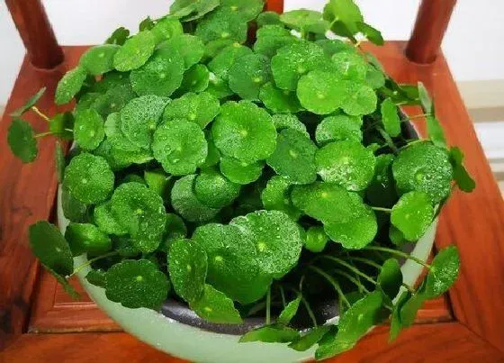 植物百科|金钱草开花吗 开什么样的花