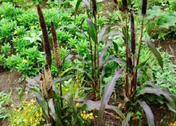 植物百科|和狼尾草很像的草