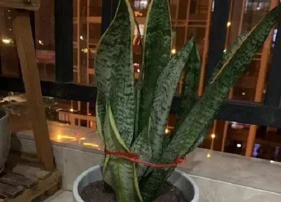 植物排行|虎皮兰哪个品种好