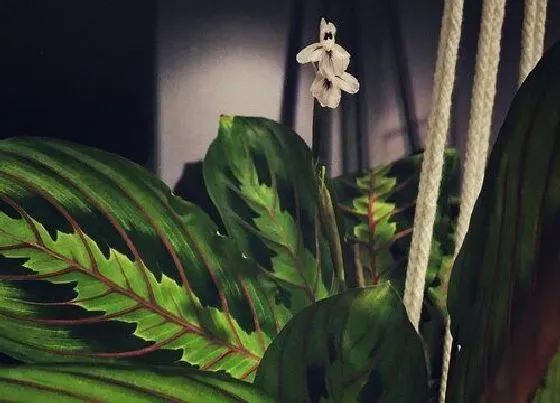 植物百科|竹芋开花吗 开花样子（图片）