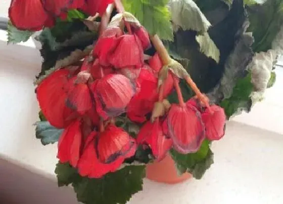 花语|海棠花代表什么花语