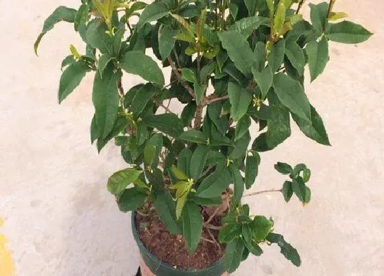 种植管理|桂花生长速度快慢 一年能长多少