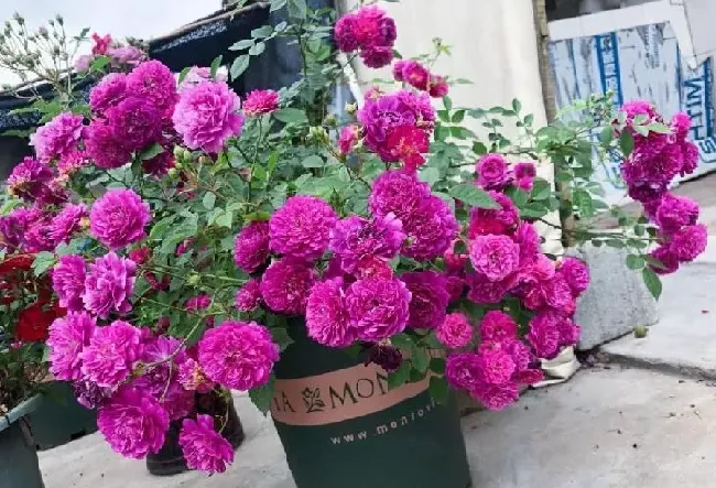 植物种类|又香又勤花又耐热月季（浓香耐晒抗病花期长好养的月季）