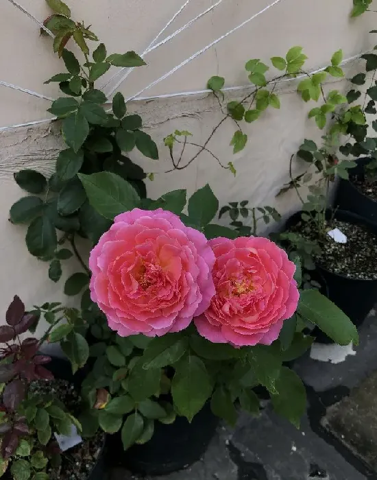 植物百科|花宫娜月季优缺点（灌木花宫娜耐热香味表现好，花期短）