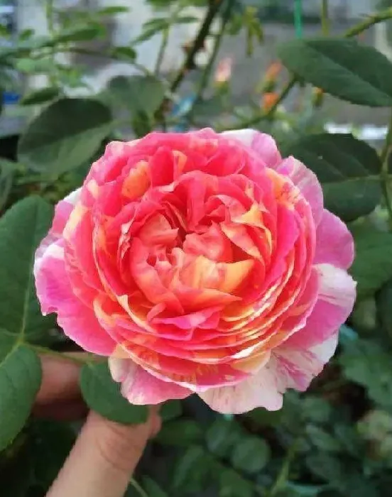 植物种类|又香又勤花又耐热月季（浓香耐晒抗病花期长好养的月季）