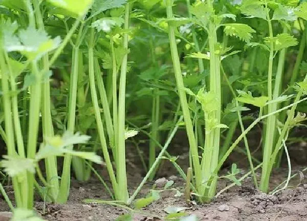 植物浇水|芹菜多久浇一次水