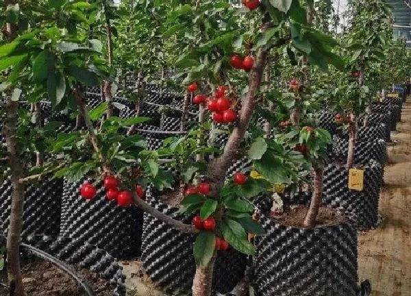 植物移栽|樱桃树什么时候移栽最好（樱桃树苗移栽管理方法）